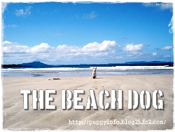 the Beach Dog